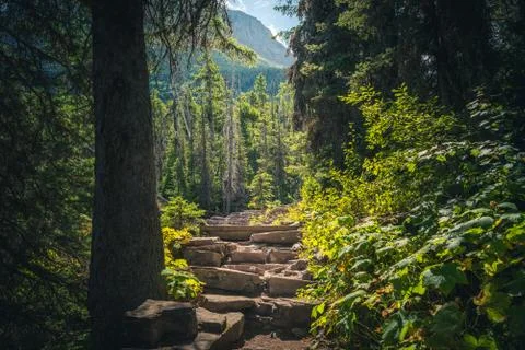 Forest path leading to sunlight. Stock Photos