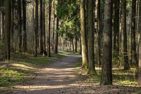 Forest path leading through a coniferous forest on a sunny spring day Stock Photos