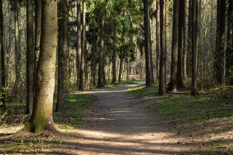 Forest path leading through dense forest on a sunny spring day Stock Photos