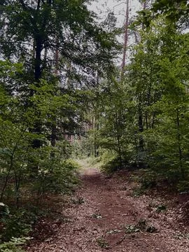Forest Path Leading Through Dense Green Woodland Foto stock