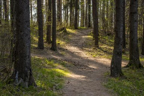 Forest path leading through the forest on a sunny spring day Stock Photos