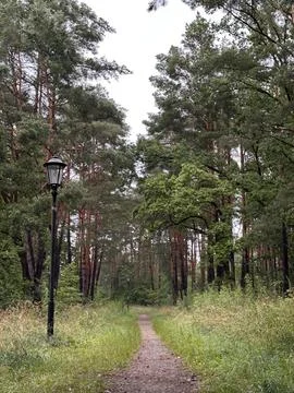 Forest Path Leading Through Green Woodland with Street Lamps Stock Photos