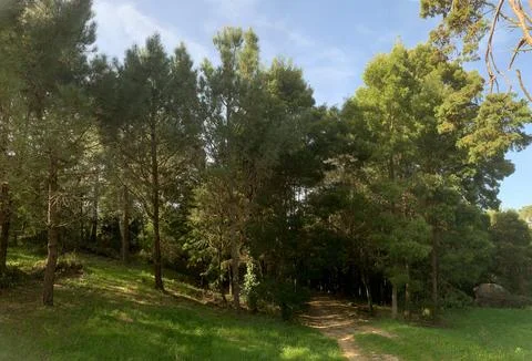 A forest with a path leading through it Stock Photos