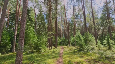 Forest path leading through tall pine trees in daylight Stock Footage 317974233
