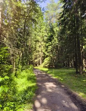 Forest path leading through trees forming natural outdoor landscape scene. .. 스톡 사진