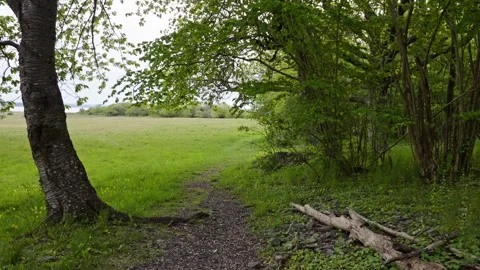 Forest Path Leading Toward Open Field with Tree Trunks and Cloudy Sky Stock Footage 310517686