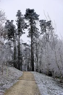 Forest path leading uphill through a wintery woodland Stock Photos
