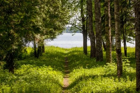 Forest path leading to the water Stock Photos