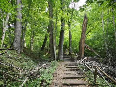 Forest path leading up wooden steps in green summer Stock Photos