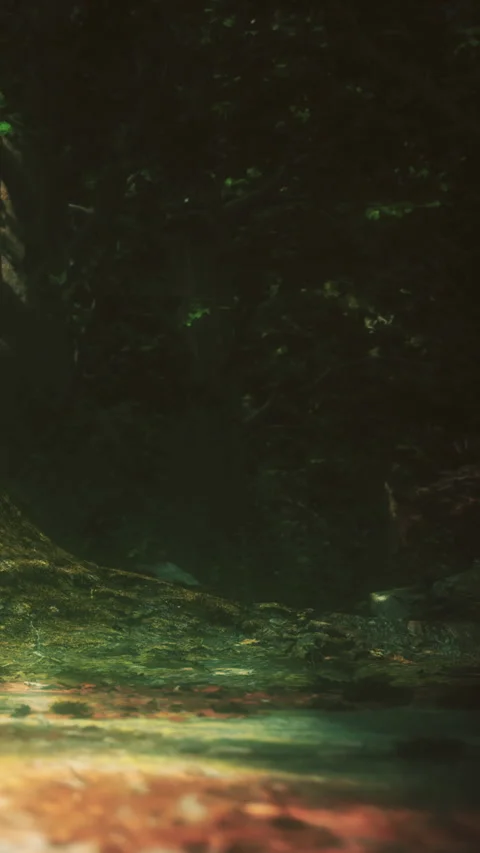Forest path leads into dark woods during daylight hours Stock Footage 338383875