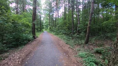 The forest path leads far into the forest. Stock Footage 136541818