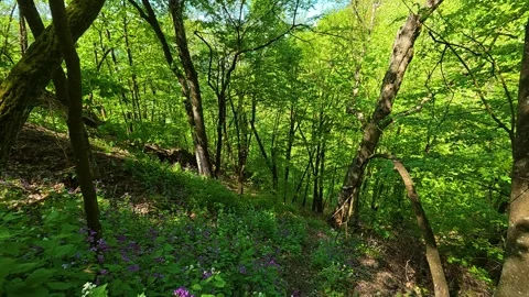 Forest path leads through lush green undergrowth. Balkan, Eastern Europe, POV Vídeo Stock 333347027
