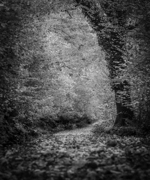 Forest path with leafs in black and white Foto stock