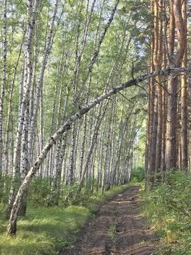 Forest path leaning birch tree Stock Photos