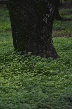 Forest path with leaning tree trunks forming natural arch Stock Photos
