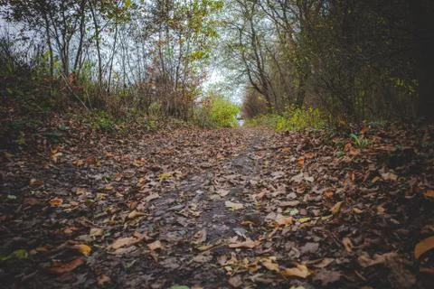 Forest path leaves Stock Photos