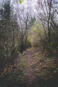 Forest path with leaves from a tree Stock Photos