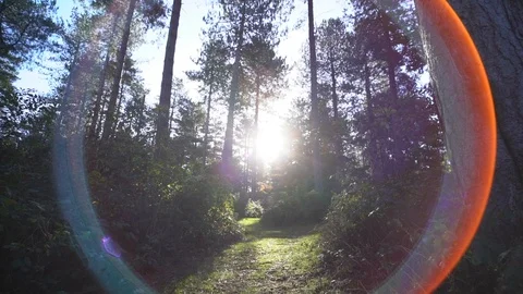 Forest path with lens flare 库存影片 103112644