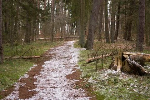 Forest Path with Light Snowfall. Lukecin Poland. Stock Photos