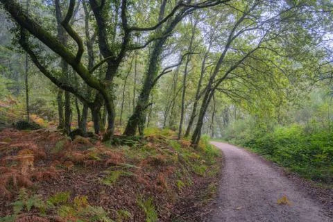 A forest path lined with aged oaks Stock Photos