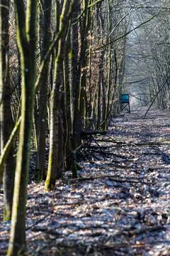 Forest Path Lined With Bare Trees Leading to a Green Hunting Stand in Quiet.. Stock Photos