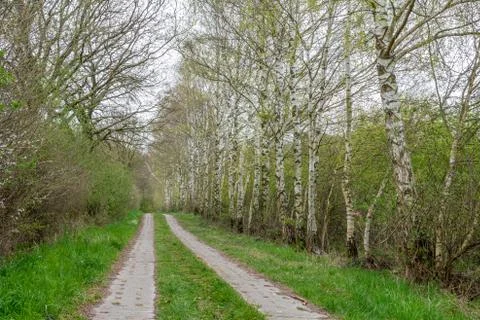 Forest path is lined with birch trees Stock Photos