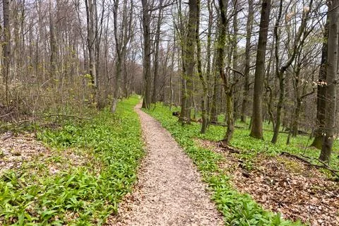 Forest path lined with green leaves Stock Photos