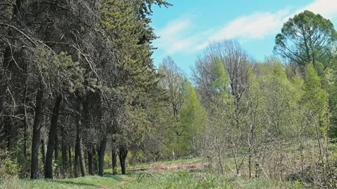 Forest path lined with tall trees and budding leaves during spring. Clear blue Stock Footage 339090367