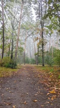 Forest path lined with tall trees and scattered leaves on a foggy autumn morning Foto stock