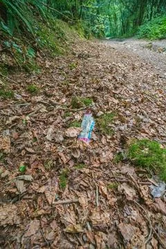 Forest path litter foil wrapper on fallen leaves moss overgrown green trees Фото