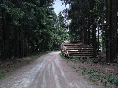 Forest Path with Log Pile Stock Photos