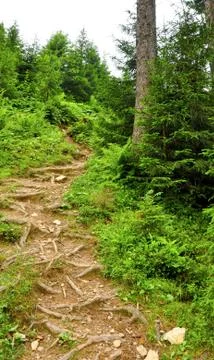 Forest path with a lot of roots Stock Photos