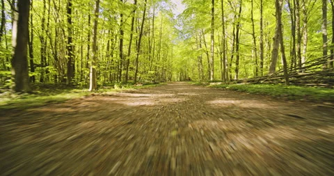 Forest Path with Lush Plants and Trees Surrounding the Area Stock Footage 134073543