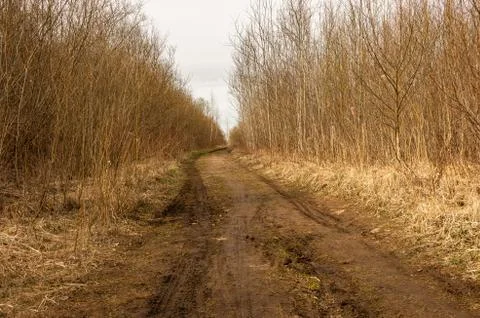 Forest path with machine tracks, in spring trees without leaves Foto stock