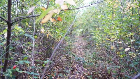 Forest path with many small branches Stock Photos