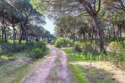 Forest path in a Mediterranean pine forest for hiking Stock Photos