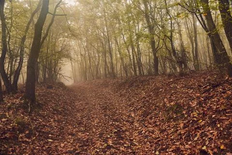Forest path in mist Stock Photos