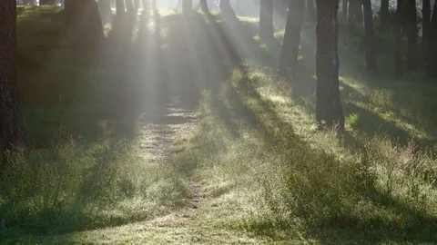 Forest Path On A Misty Morning Stock Footage 74681676