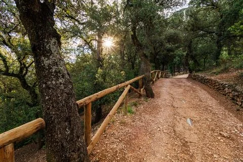 Forest path with morning sun rays 库存照片
