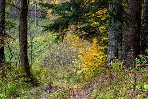 Forest path in mountain forest in autumn on a sunny day Stock Photos