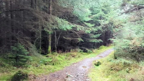 Forest path in the mountains. Stock Footage 295875527