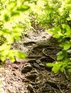 Forest path in the mountains, summer mood, green bushes.... forest path in th Stock Photos