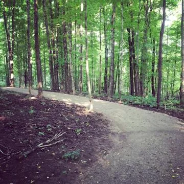 Forest Path, Nature Stock Photos