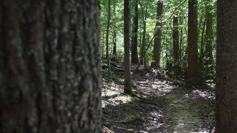 Forest Path Nature Reveal From Behind Large Tree Stock Footage 252599522