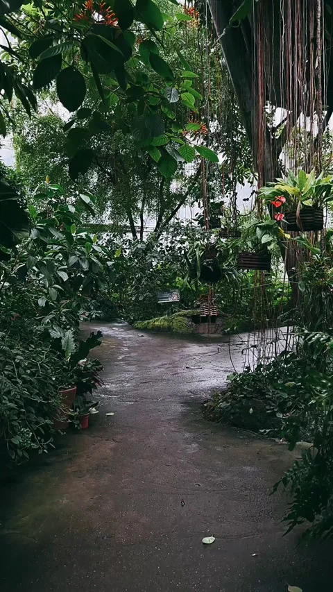 Forest, path, nature, road, tree, trees, park, landscape, summer, autumn, Stock Footage 247078020