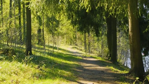 Forest Path Nature Walk, Sunlight Through Green Trees, Serene Woodland Trail Vidéo 334608441