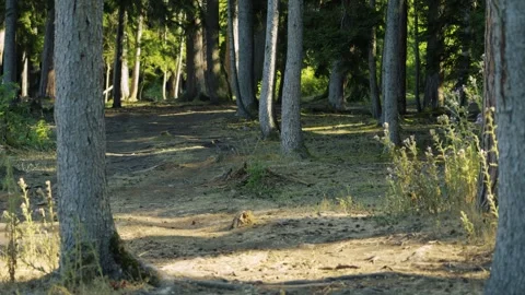 Forest Path Nature Walk, Sunlight Through Trees, Serene Woodland Environment Vidéo 335387860