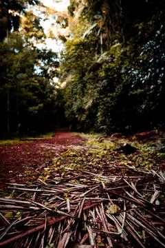 Forest Path: Nature's Carpet Stock Photos