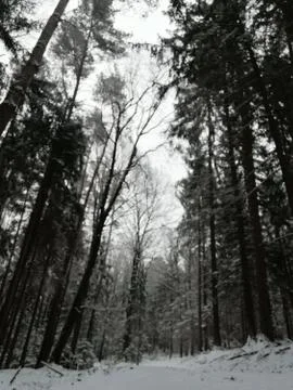The  forest-path  with new-snow Stock Photos
