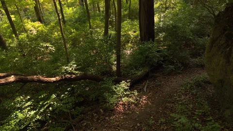 Forest Path Next to a Cliff Stock Footage 251196212